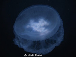I found this jellyfish whilst finishing a local house ree... by Maria Munn 